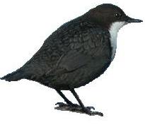 koskikara