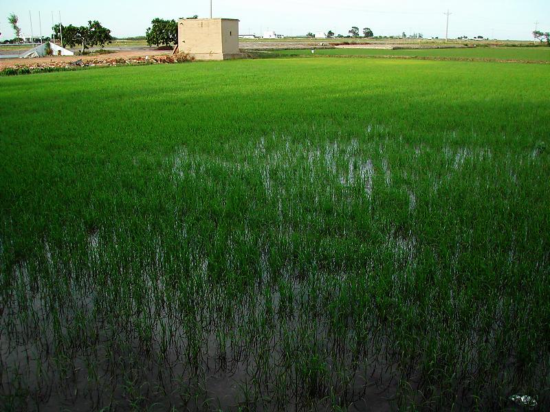Riisipelto
