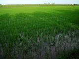 Riisipeltoa